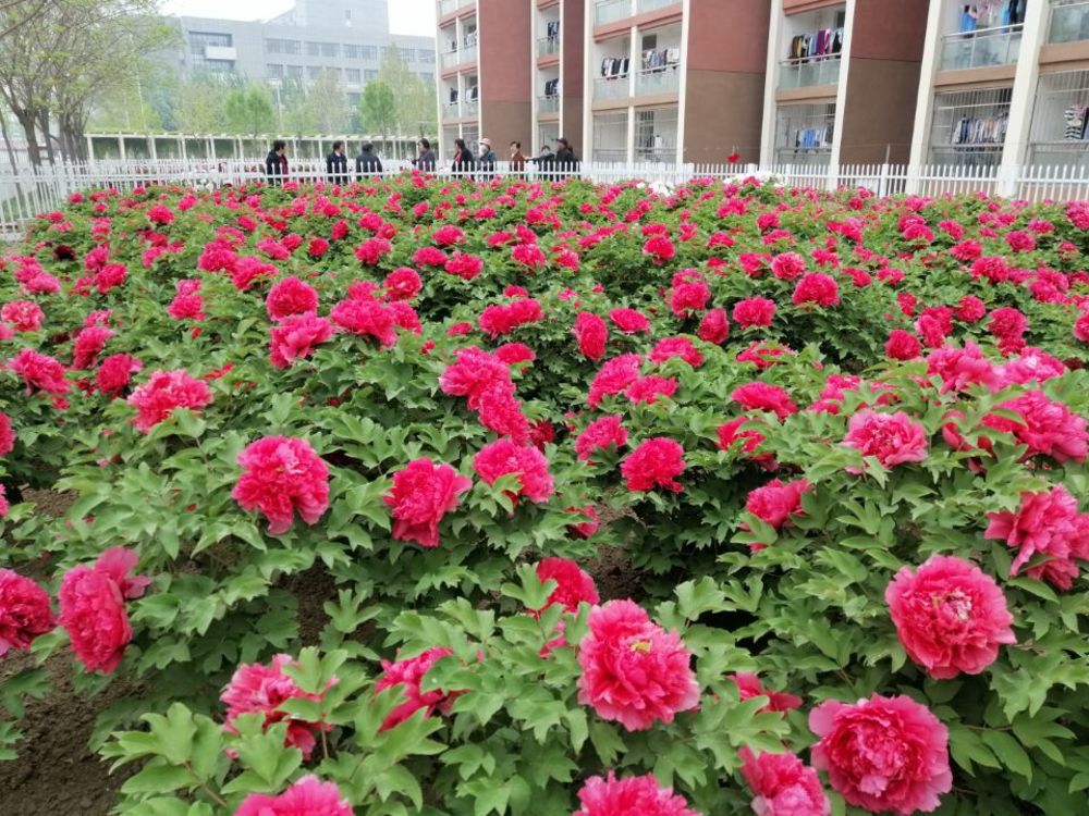 最美人间四月天 正是赏花好时节