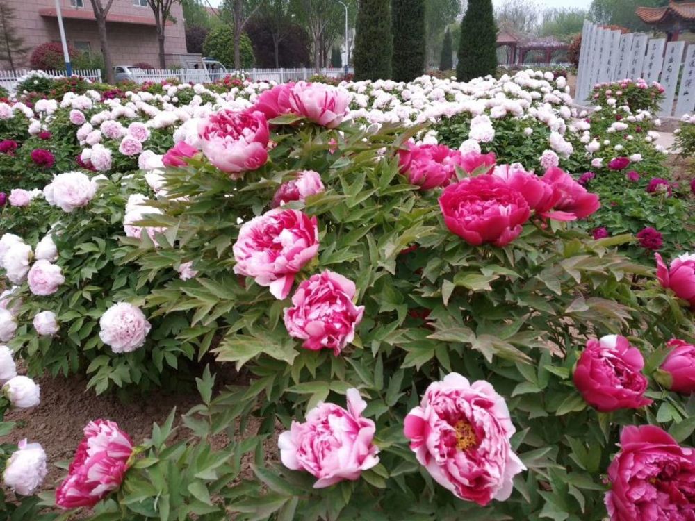 最美人间四月天 正是赏花好时节