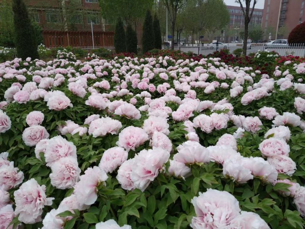 最美人间四月天 正是赏花好时节