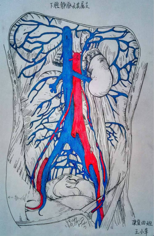 医学技术系第三届“医技之长”人体解剖图谱绘画大赛举办成功