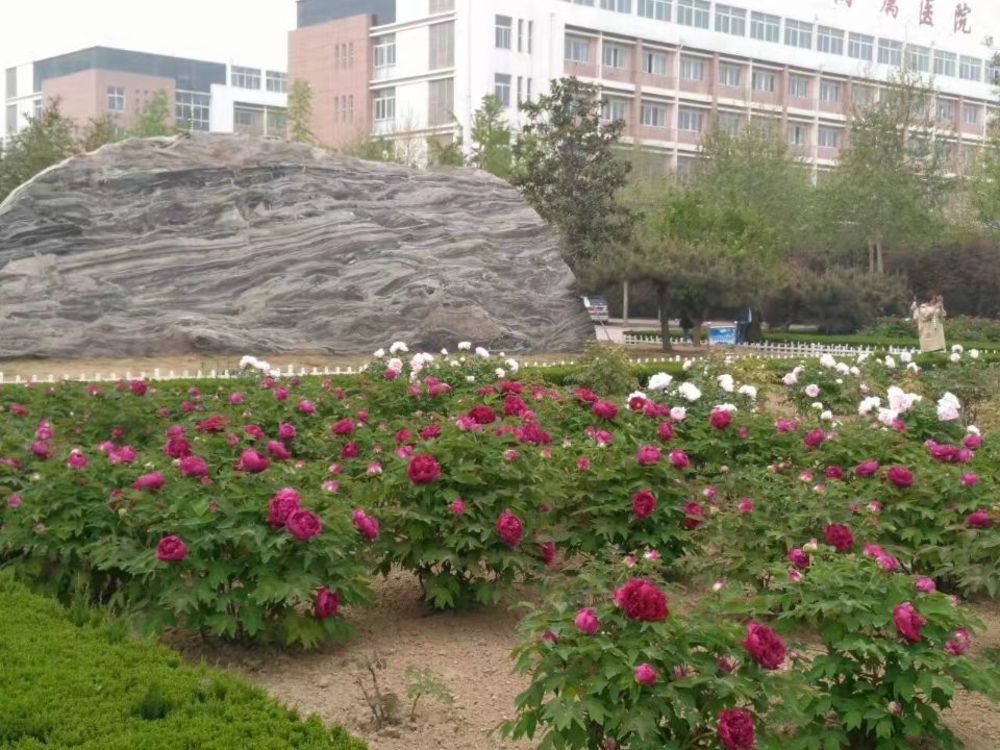 最美人间四月天 正是赏花好时节