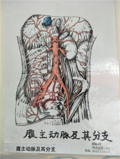 我校临床医学系举行第七届解剖图谱大赛