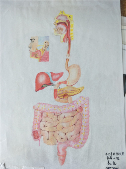 我校临床医学系举行第七届解剖图谱大赛